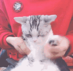 640 (2).gif