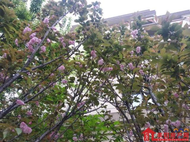 小区图