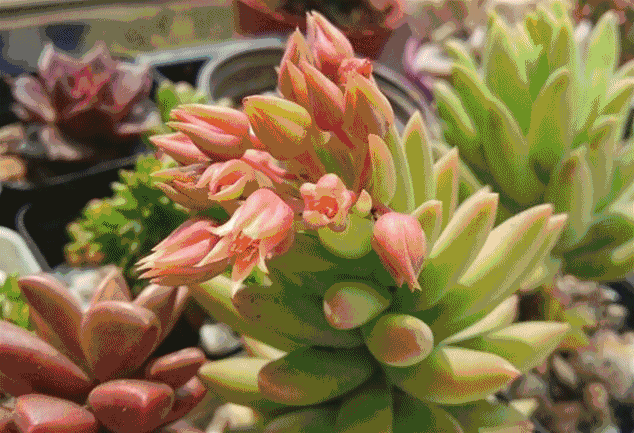微信图片_20201231094319.gif